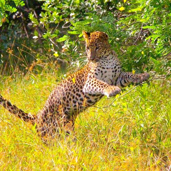 Leopards Sri Lanka