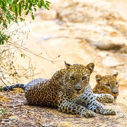 Leopards Sri Lanka