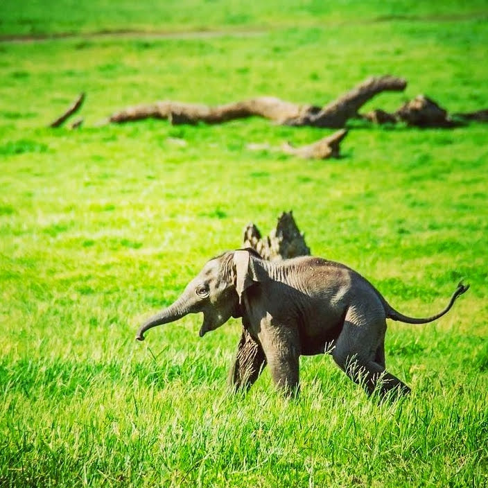 Sri Lanka Yala Elephant Safari