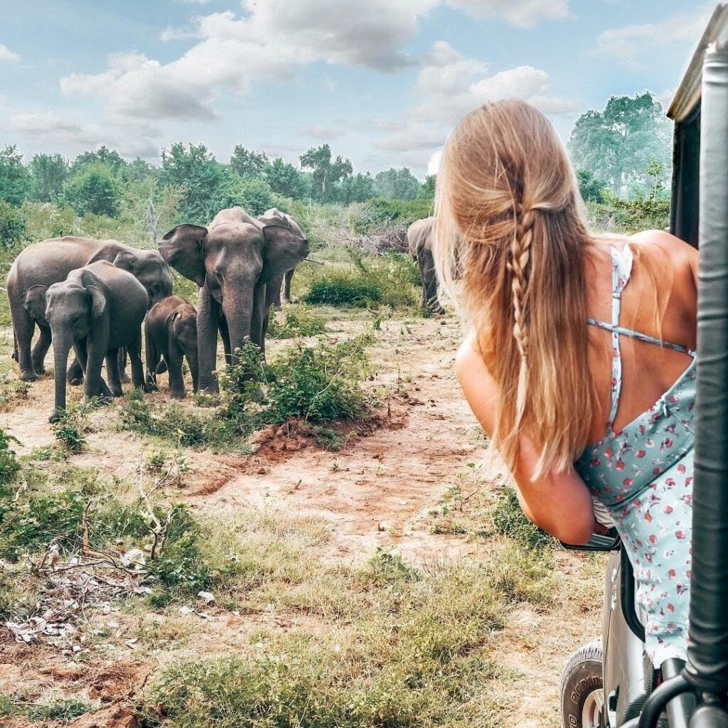 Yala Elephant Safari Sri Lanka