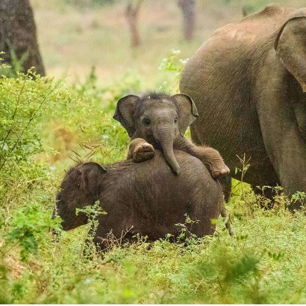 Yala Park Full Day Safari