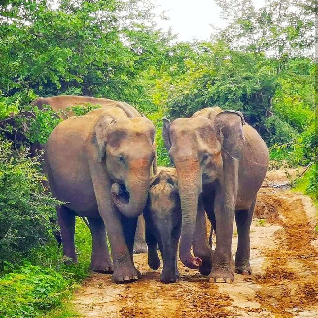 Yala Safari Sri Lanka