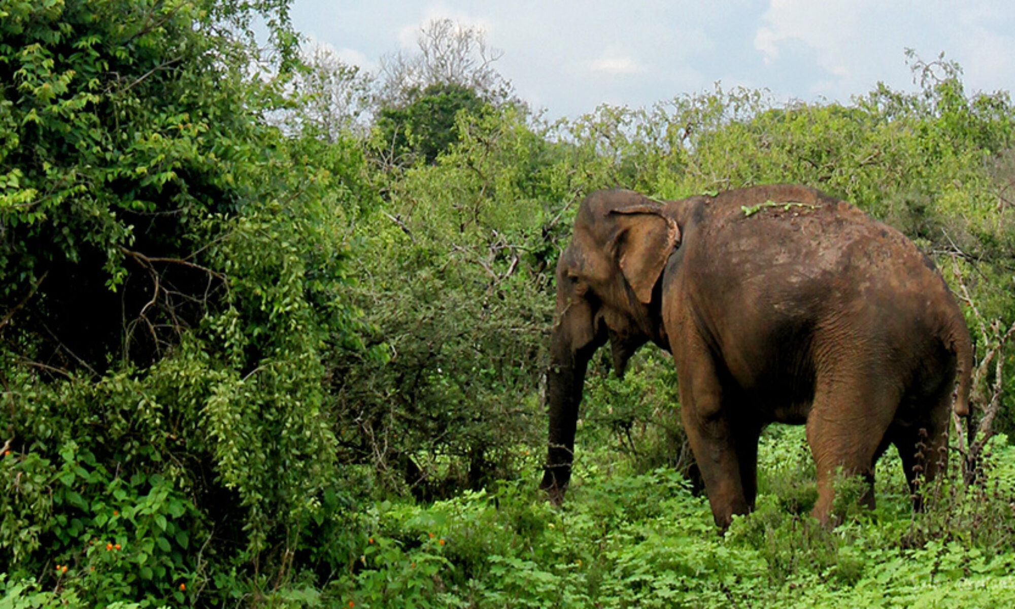 sri lanka yala park